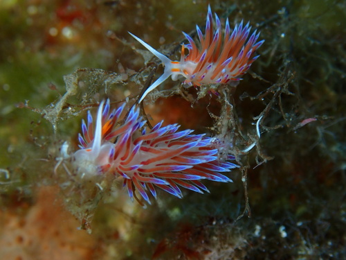 Cratena peregrina