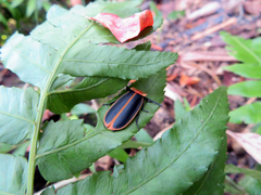 Pyrocoelia praetexta