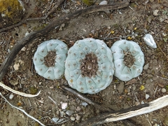 Lophophora williamsii