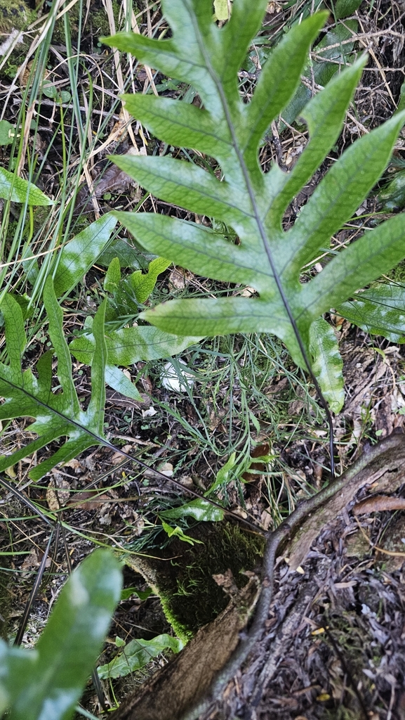 Claustula fischeri · August 2025 · photo: © henryahh (iNaturalist, cc0)
