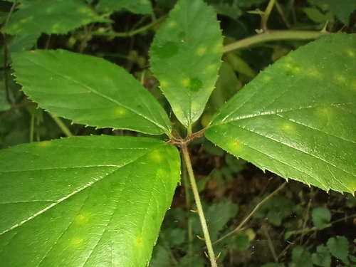 Rubus bifrons