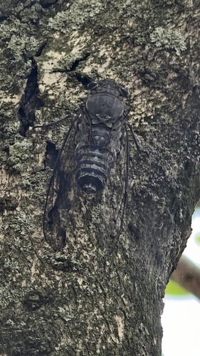 Priest Cicada