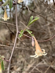 Adenia digitata