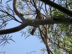 Dendrocitta formosae formosae