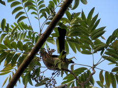 Dendrocitta formosae formosae