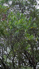 Veronica barkeri, photograph (c) Tim Park, some rights reserved (CC BY)