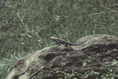 Agama kirkii