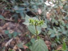 Achyranthes bidentata