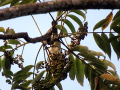 Dendrocitta formosae formosae