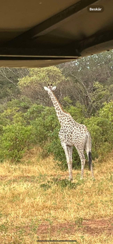 South African Giraffe