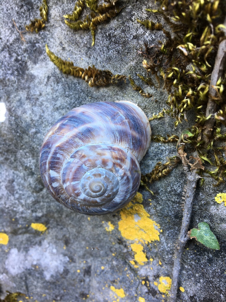 Codringtonia