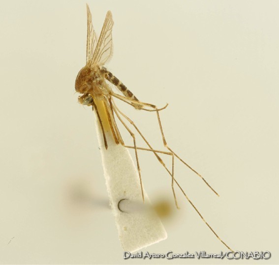 Culex taeniopus
