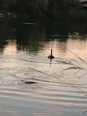 Branta canadensis