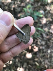 Nhambikuara cerradensis