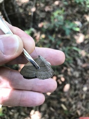 Nhambikuara cerradensis