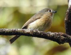 Calicalicus madagascariensis