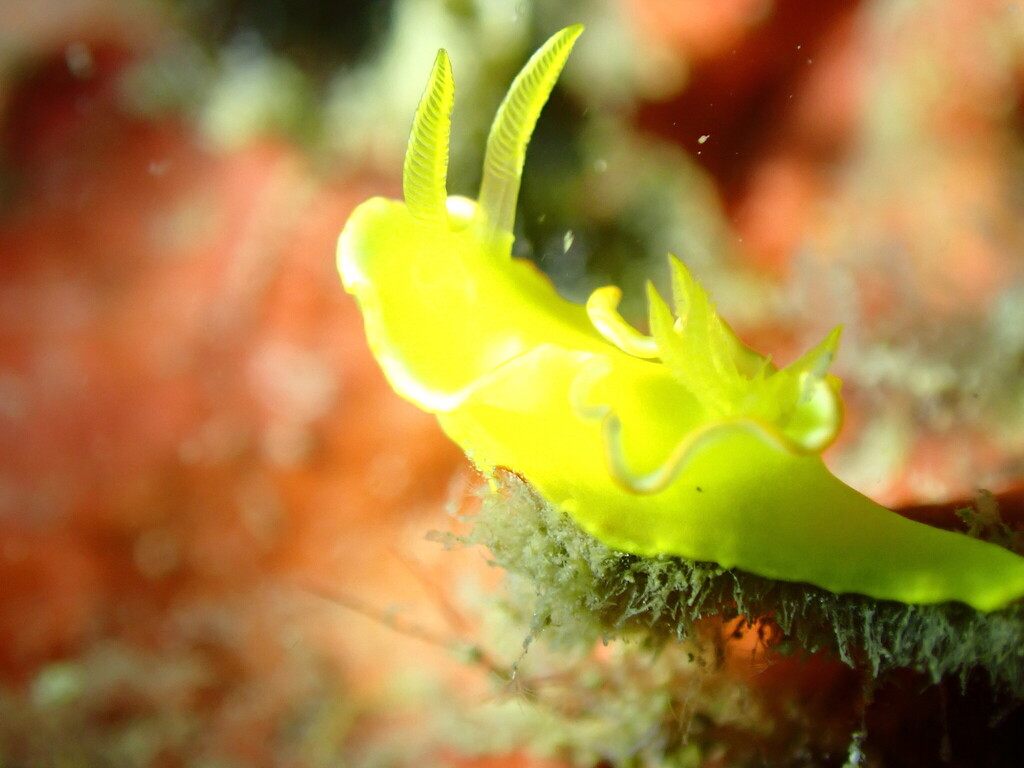 Tulip Longtail Dorid
