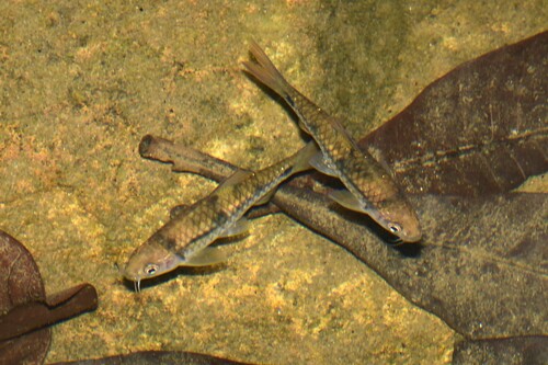 Clown barb (Barbodes everetti) — Cyprinidae