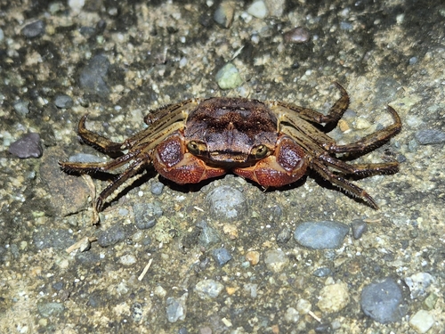 Scandarma gracilipes