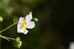 Kosteletzkya depressa