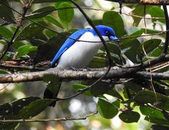 Cyanolanius madagascarinus