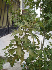 Quercus texana