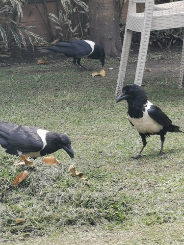 Pied Crow