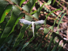 Pterophorus niveodactyla