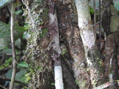 Uroplatus