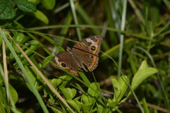 Junonia pacoma