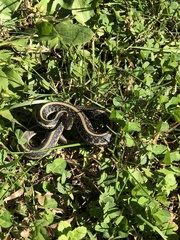 Thamnophis sirtalis annectens