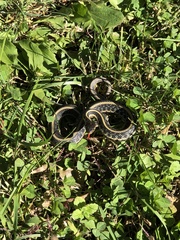 Thamnophis sirtalis annectens