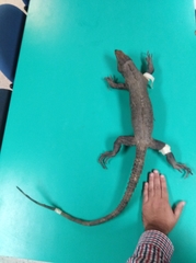 Ctenosaura pectinata