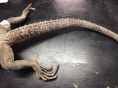 Ctenosaura pectinata