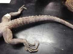 Ctenosaura pectinata