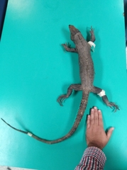 Ctenosaura pectinata