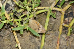 Junonia pacoma