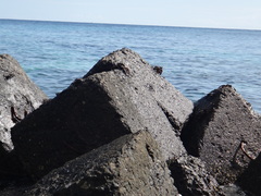 Grapsus tenuicrustatus