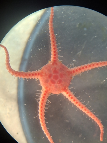 Stegophiura