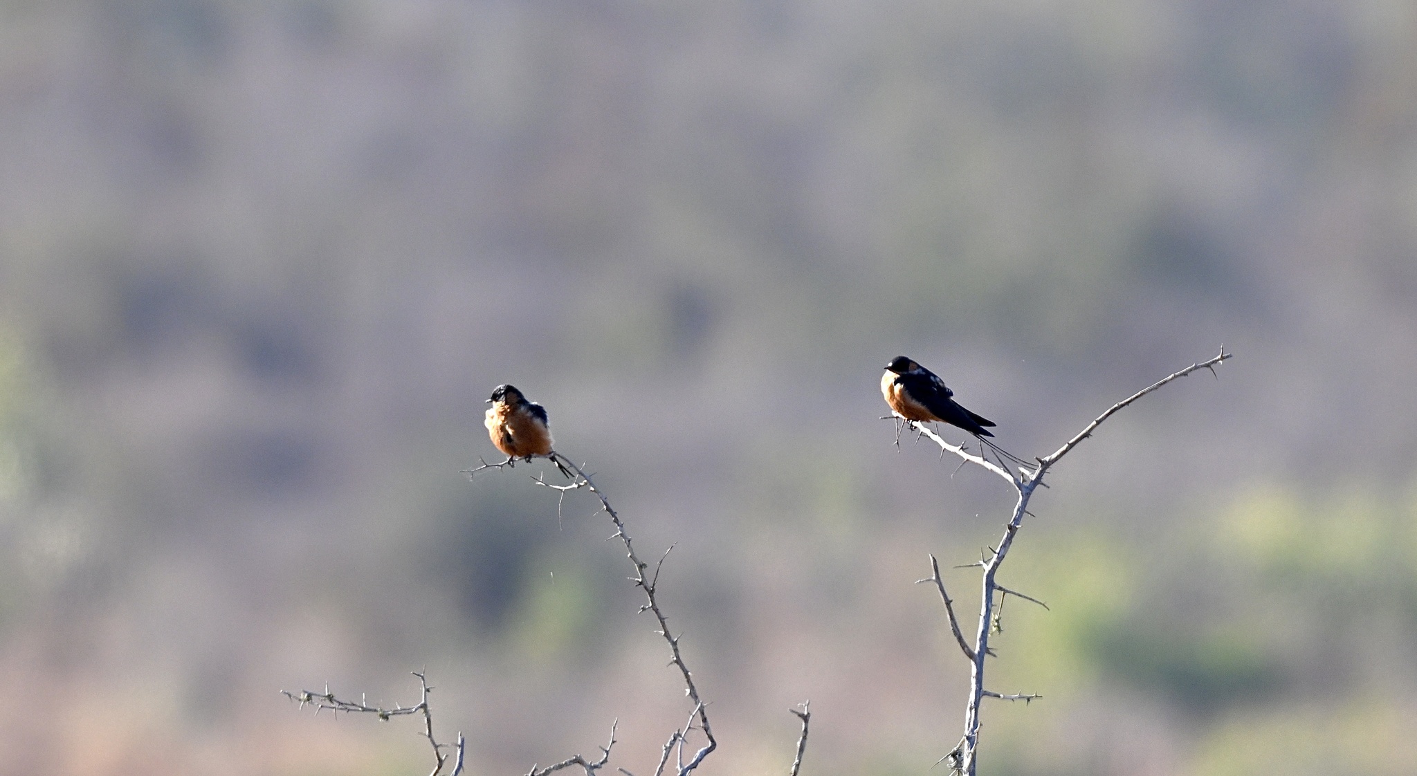 Red-breasted Swallow (Cecropis semirufa), photo 5