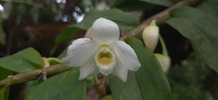 Dendrobium aqueum
