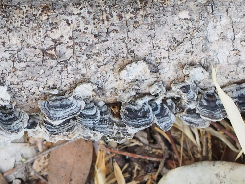 Trametes versicolor