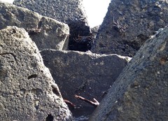 Grapsus tenuicrustatus