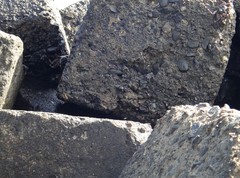 Grapsus tenuicrustatus