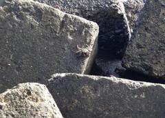 Grapsus tenuicrustatus