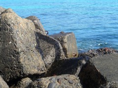 Grapsus tenuicrustatus