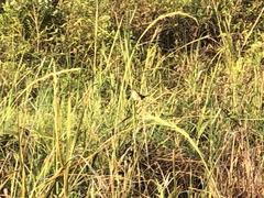 Cistothorus palustris