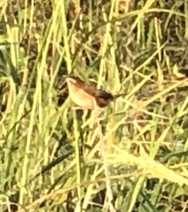 Cistothorus palustris