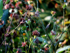 Phimenes flavopictus formosanus