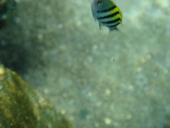 Abudefduf vaigiensis